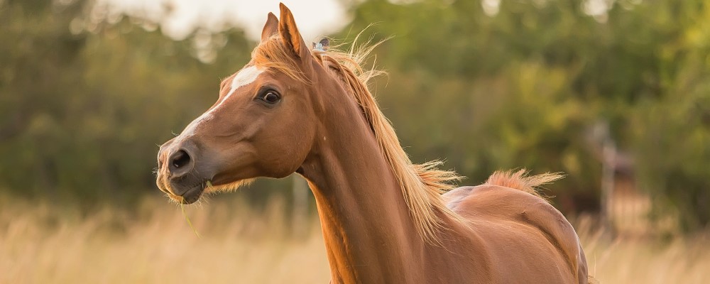 measuring-horses-in-hands-colorado-horse-property